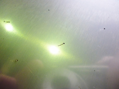 P1040779 (640x480).jpg